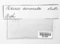 Cyathicula coronata image